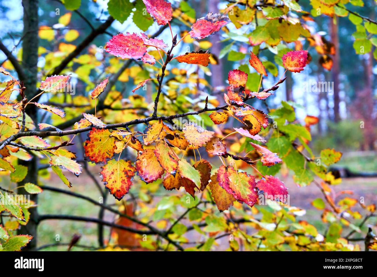 L'automne est l'une des quatre saisons tempérées. En dehors des tropiques, l'automne marque le passage de l'été à l'hiver Banque D'Images