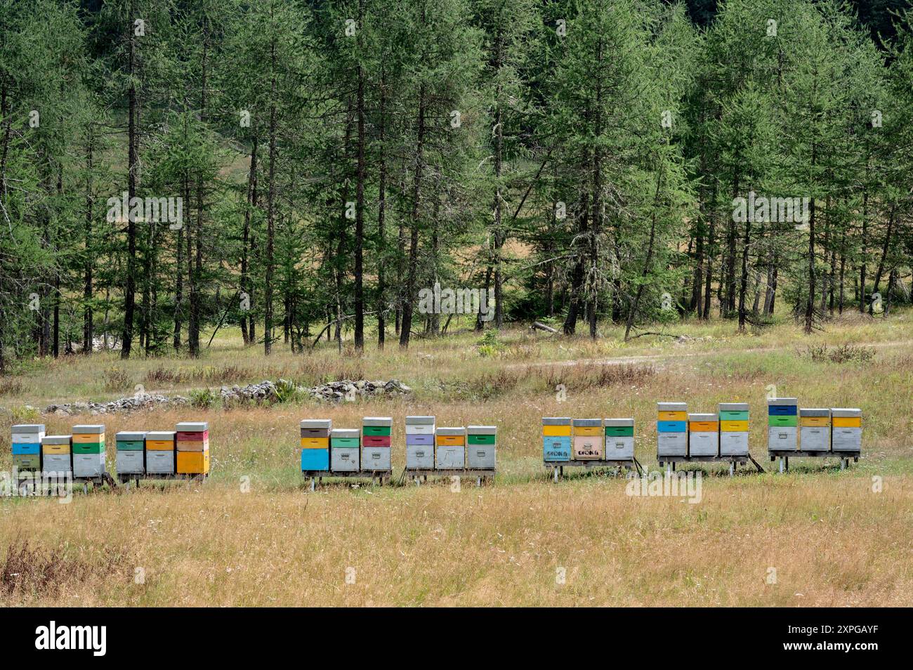 Ruches pour la production de miel dans un pré dans la vallée de Stura, dans les Alpes Maritimes (Cuneo, Piémont, Italie) Banque D'Images