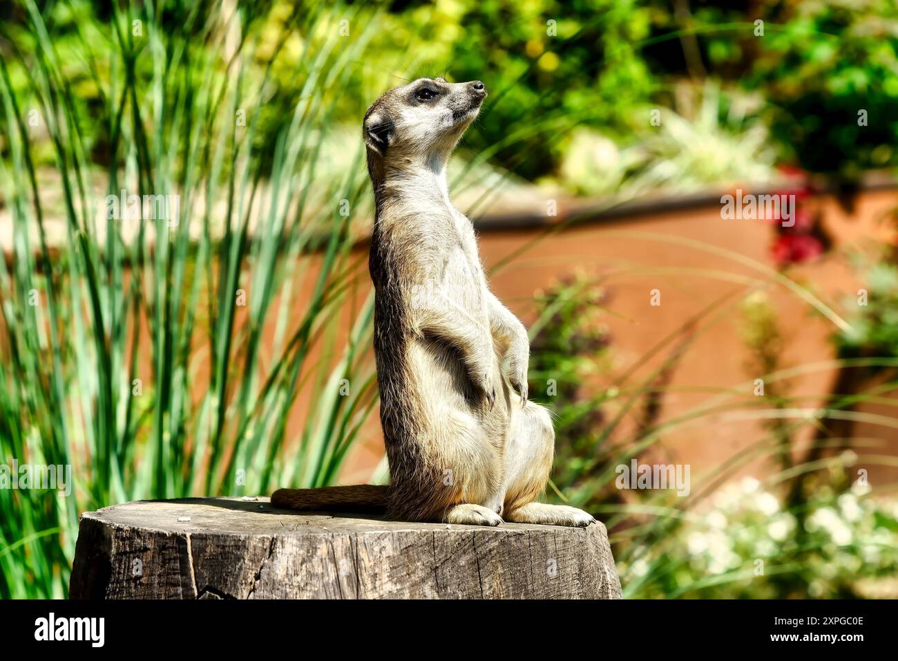 Gros plan d'une suricate rayée brune assise à côté de plantes vertes Banque D'Images