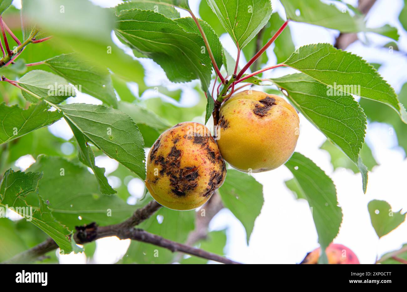 Effets de taches bactériennes sur le fruit Prunus persica de la pêche, taches de gale noire laides sur les fruits de pêche. Pêcher poussant dans le jardin en été. Banque D'Images