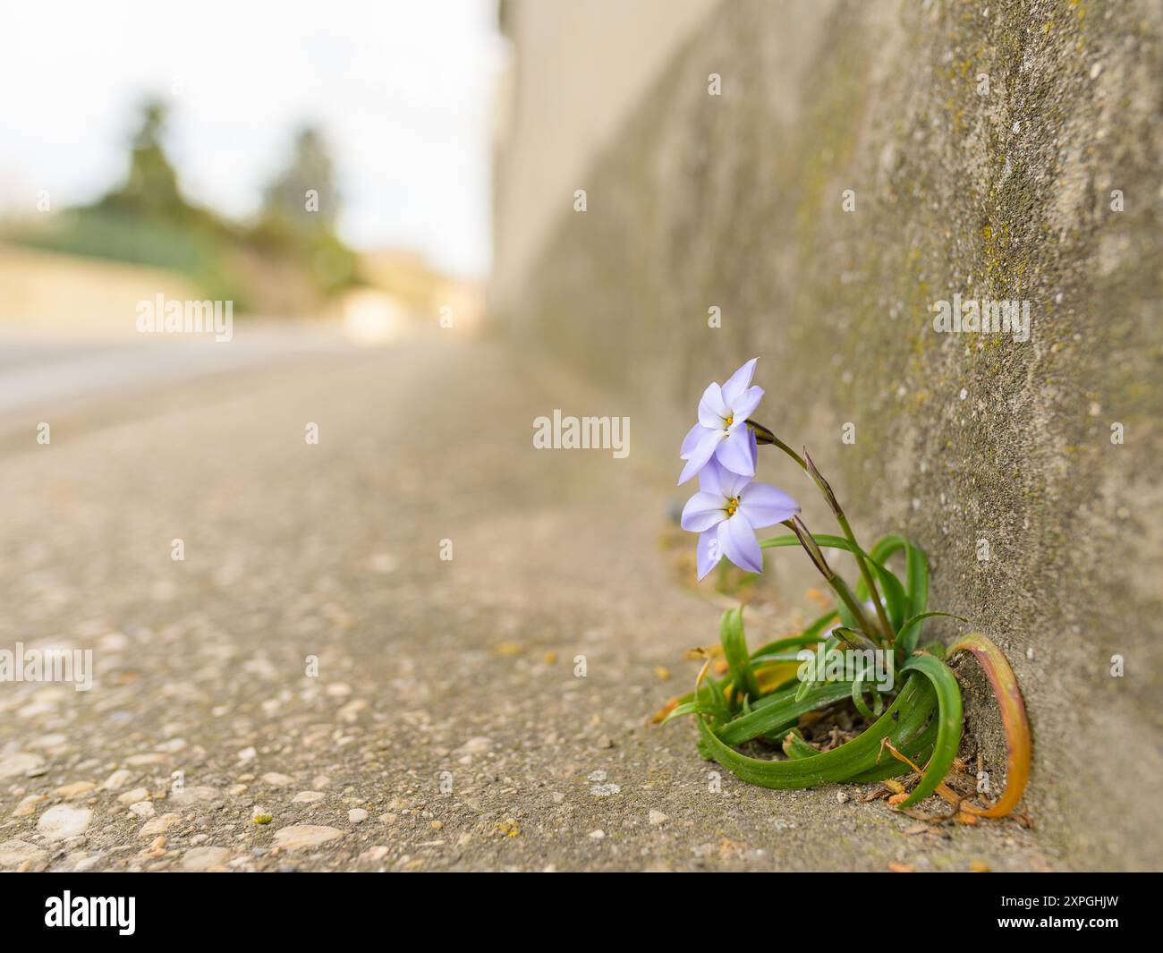 Une petite étoile printanière (Ipheion uniflorum) poussant dans la rue, au printemps à Arles (France) Banque D'Images