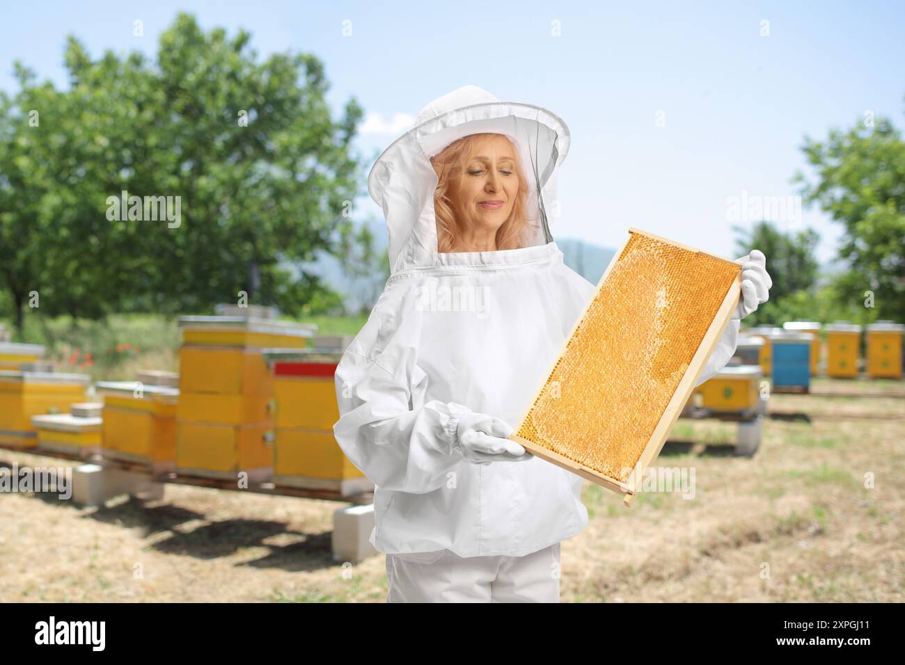 Producteur de miel tenant un cadre de ruche dans une ferme d'abeilles Banque D'Images