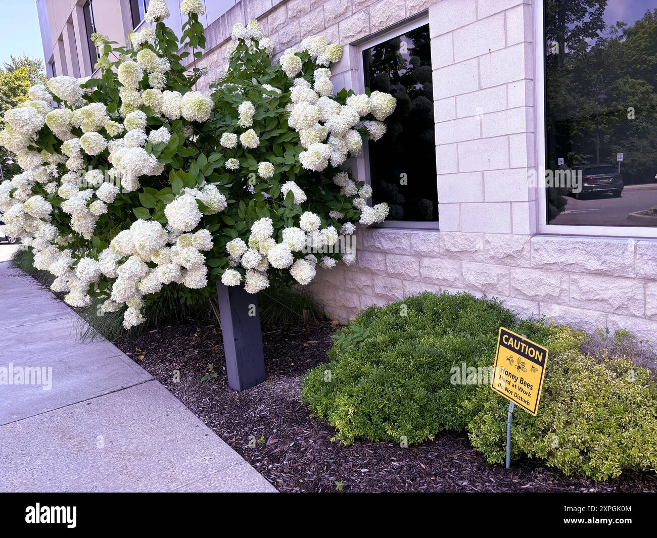 Paniculer hortensias et un panneau indiquant « abeilles domestiques au travail, ne dérangez pas ». Près de l'hôpital presbytérien de la vallée de l'Hudson à Westchester, NY. Banque D'Images