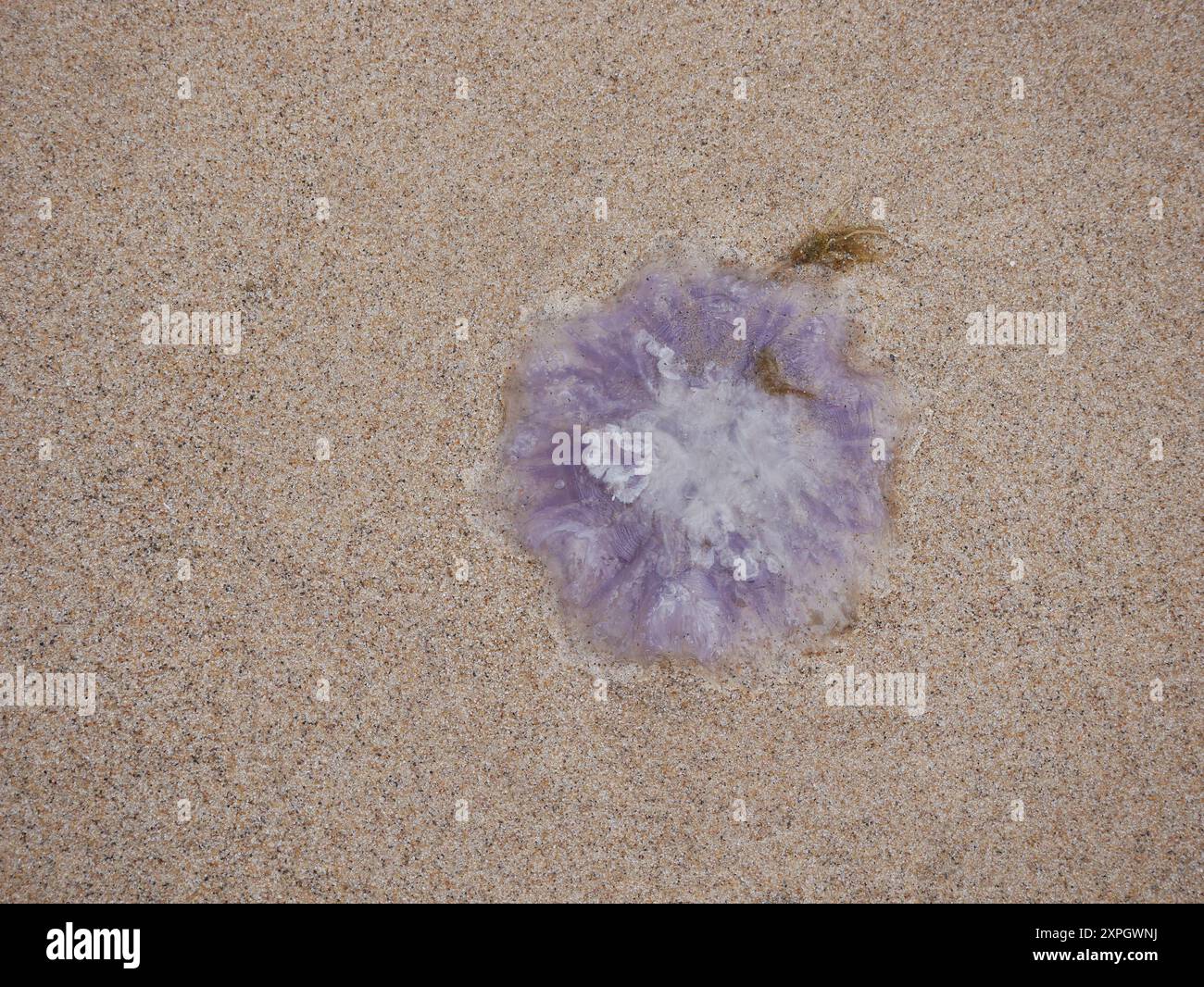 Méduses violettes échouées sur le sable sur la plage de près au fond de la mer. Banque D'Images