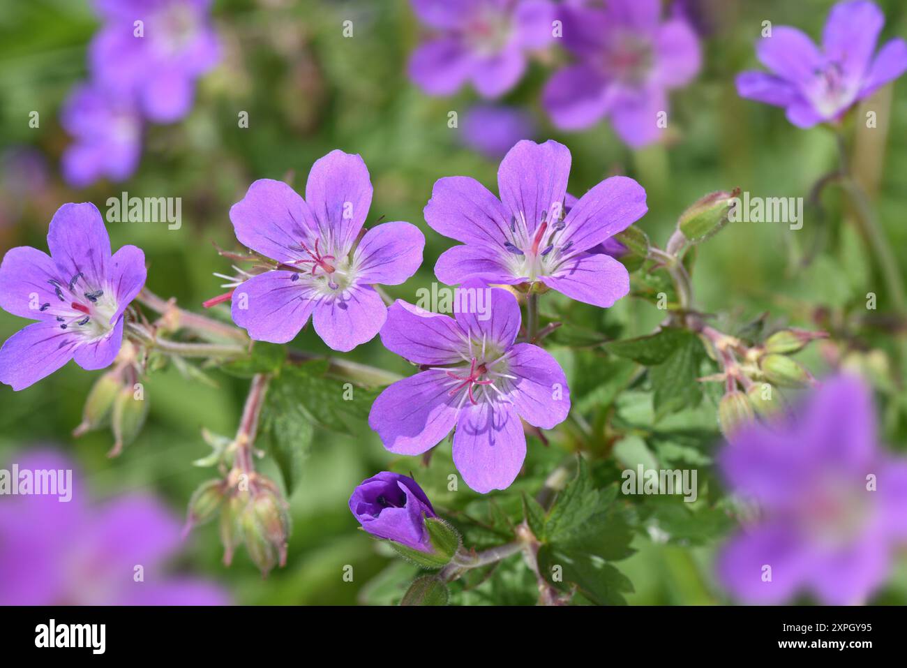 Wood Crane's-Bill - Geranium sylvaticum Banque D'Images