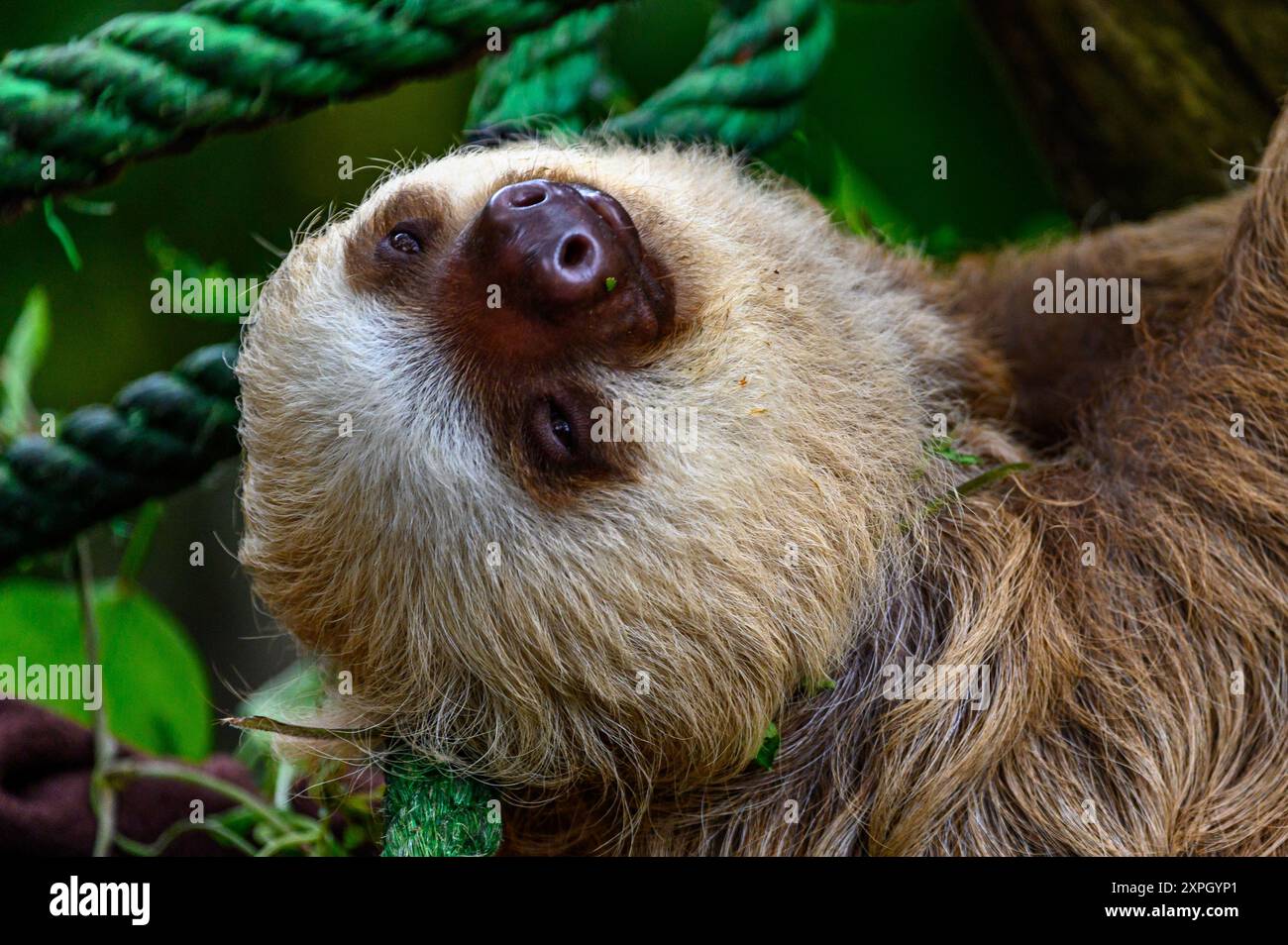 La fente à deux doigts de Hoffman (Choloepus hoffmanni) au Costa Rica Banque D'Images