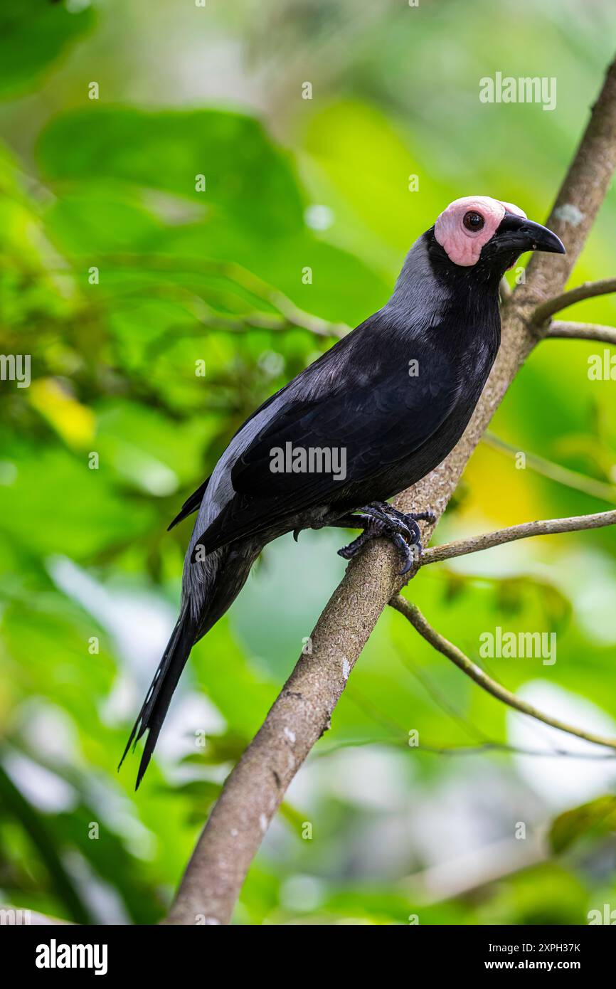 Le coleto est endémique aux Philippines. Ses habitats naturels sont la forêt sèche subtropicale ou tropicale, la forêt humide subtropicale ou tropicale des basses terres, Banque D'Images