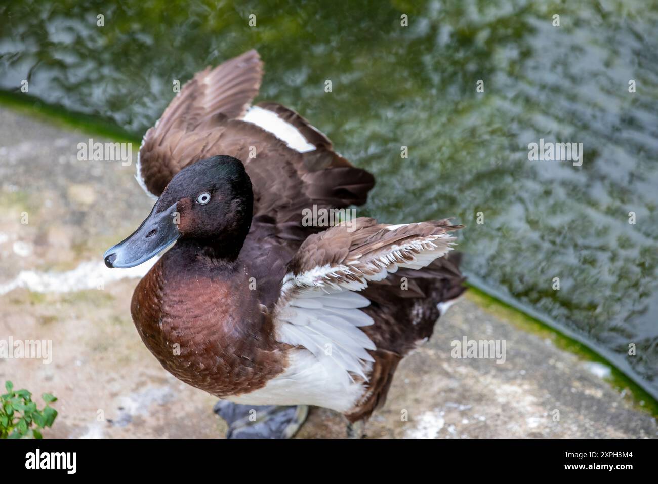 Un POCHARD DE BAER (Aythya baeri). Un canard plongeur trouvé en Asie de l'est. Il se reproduit dans le sud-est de la Russie et le nord-est de la Chine, migrant en hiver vers le sud Banque D'Images