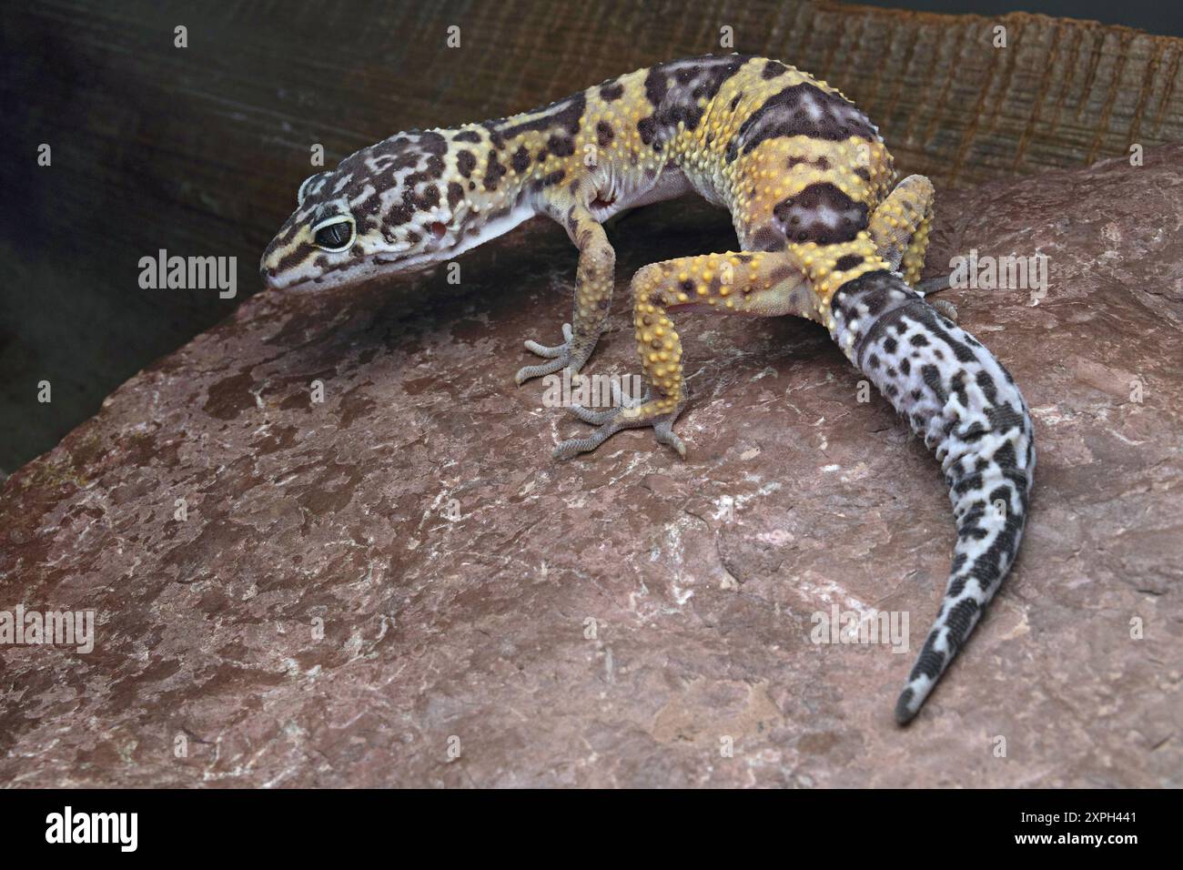 Eublepharis est un genre de geckos terrestres originaire de l'est et du sud-ouest de l'Asie, également appelé geckos léopard. Photographié à Reasi, Jammu. Banque D'Images