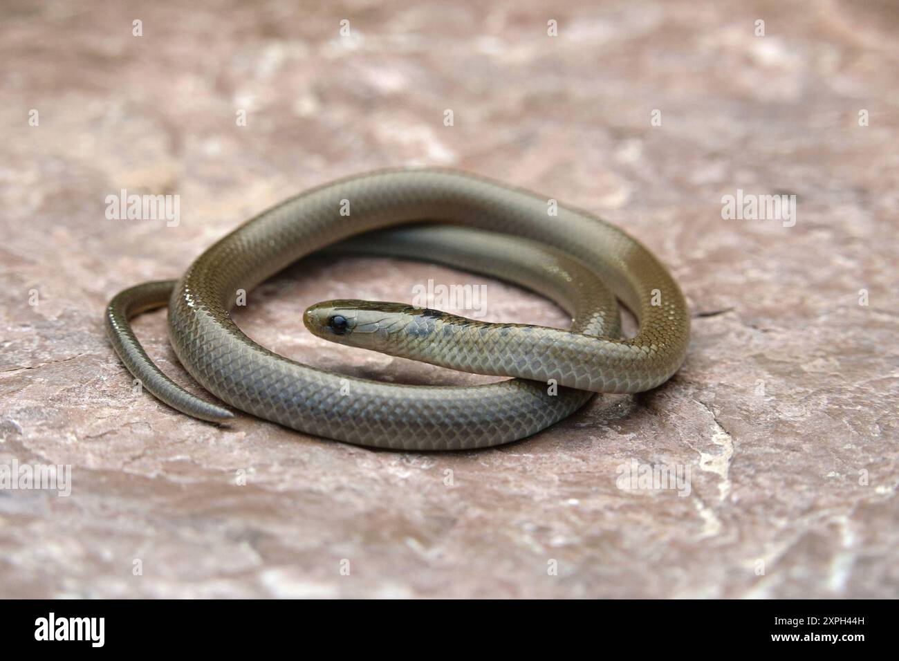 Juvénile de Liopeltis rappi ou serpent à col rayé de l'Himalaya, photographié dans la vallée de Churah, Himachal Pradesh. Banque D'Images