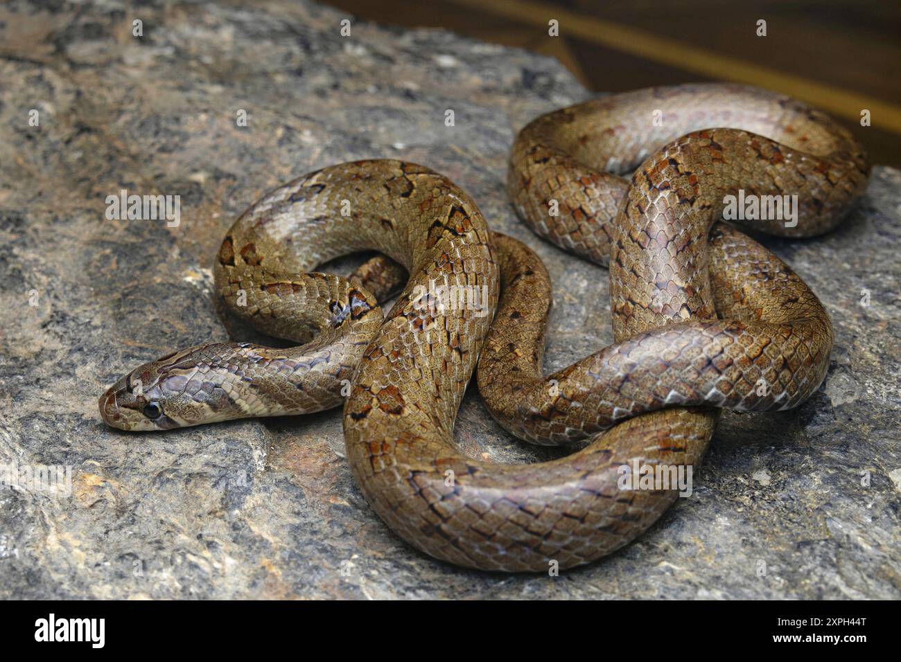Oligodon juglandifer, le serpent kukri noyer, est une espèce de serpent trouvée dans le nord-est de l'Inde. Photographié à Gangtok, Sikkim. Banque D'Images