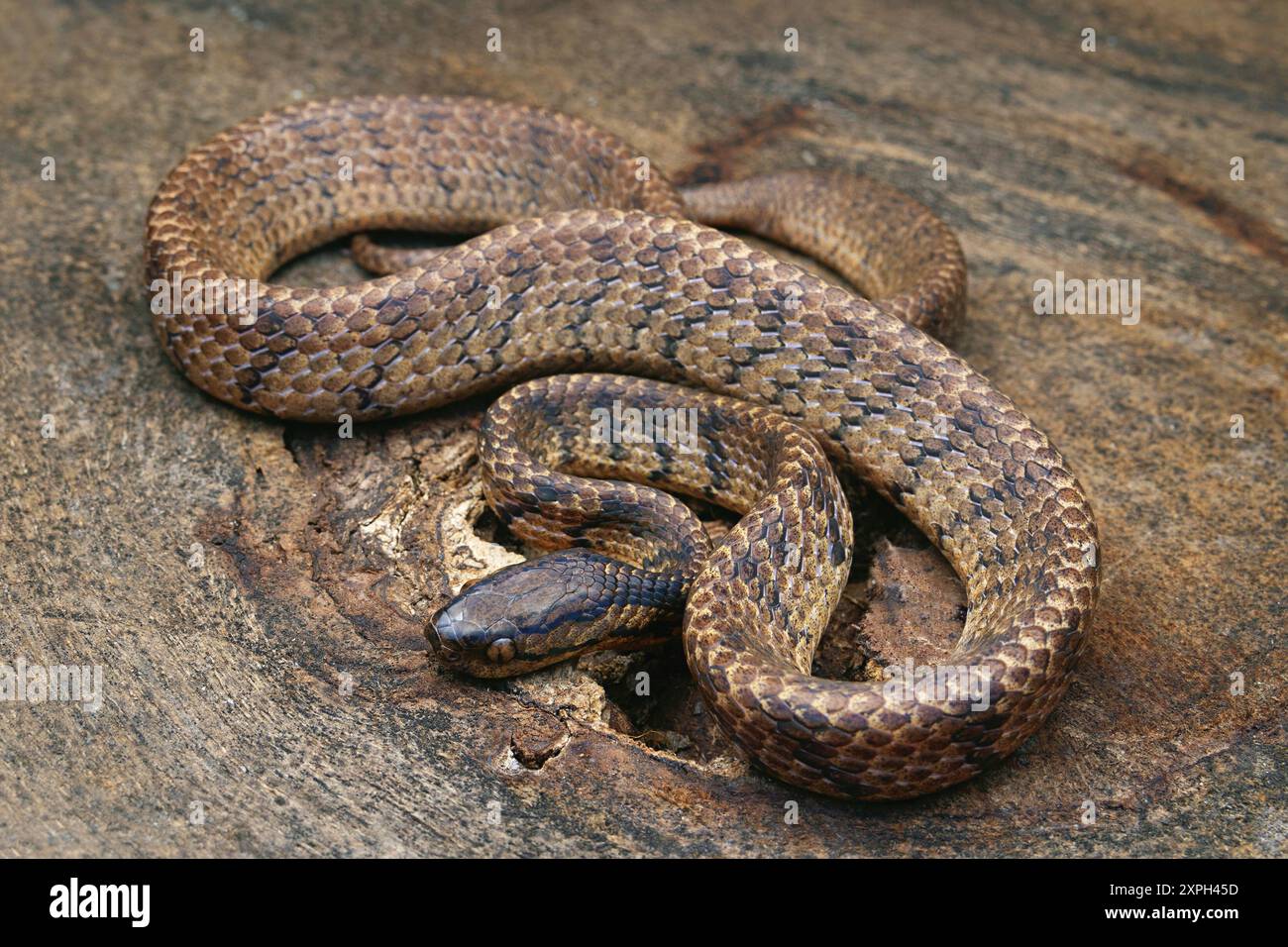 Pareas monticola est un serpent nocturne et arboricole qui se trouve généralement dans la végétation basse et qui propage sur les limaces et les escargots. Photographié à Okhrey, Sikk Banque D'Images