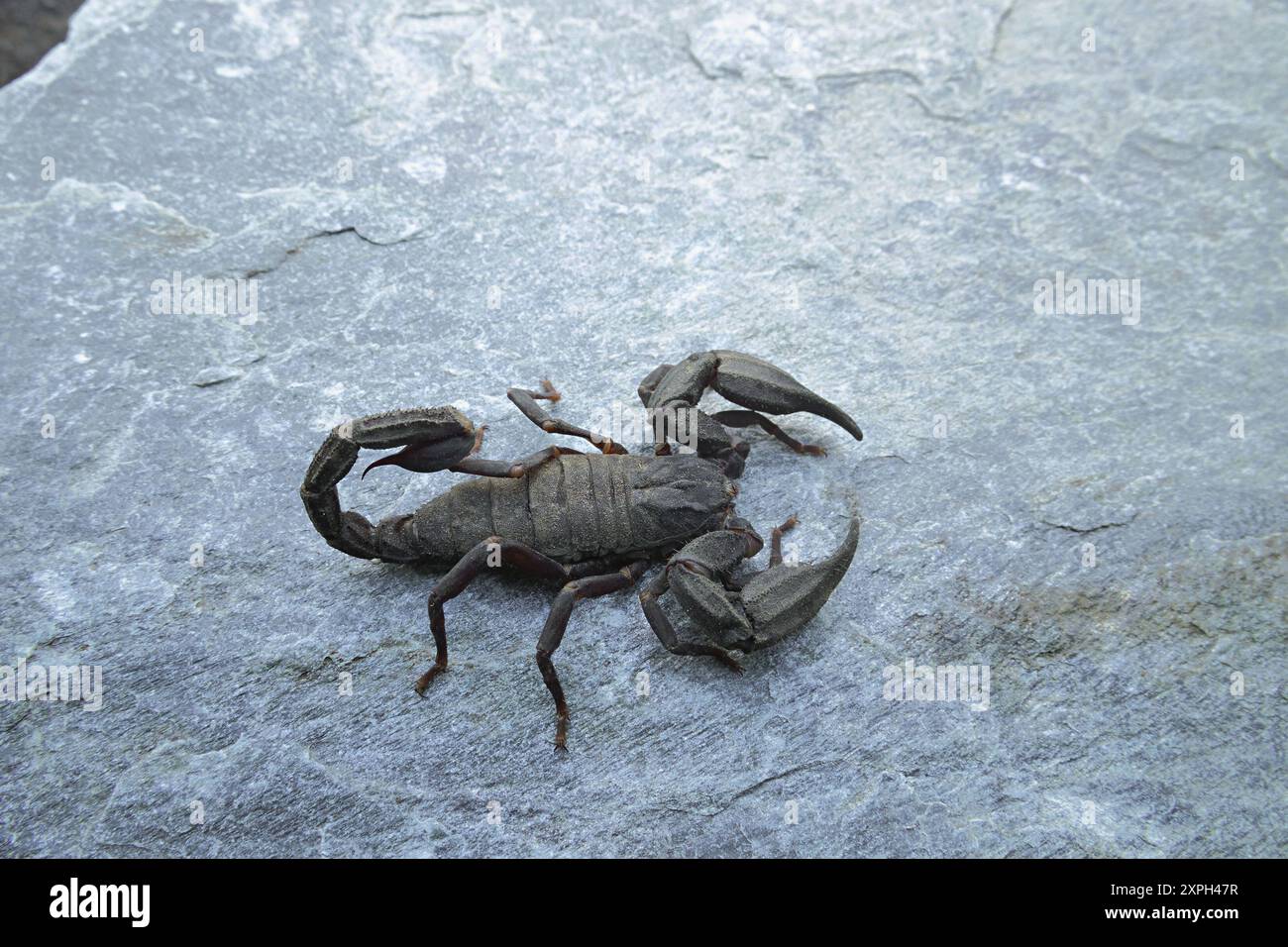 Chaerilus est un genre de scorpions de la famille des Chaerilidae. Ils vivent dans les régions tropicales de l'Asie du Sud et de l'Asie du Sud-est. Photographié à Dharamshala Banque D'Images