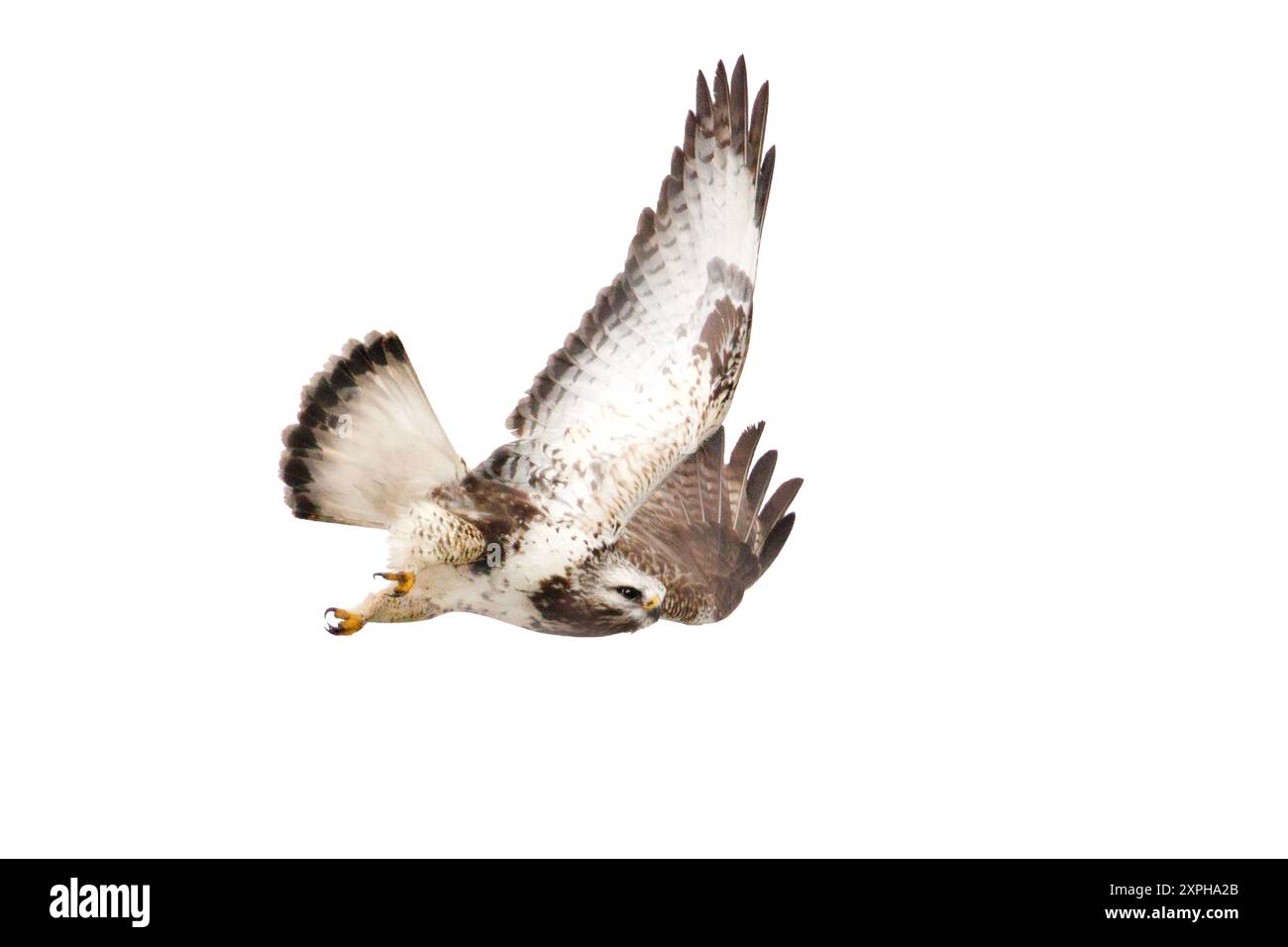 Oiseau de proie, Buzzard à pattes rugueuses en vol isolé sur blanc Banque D'Images