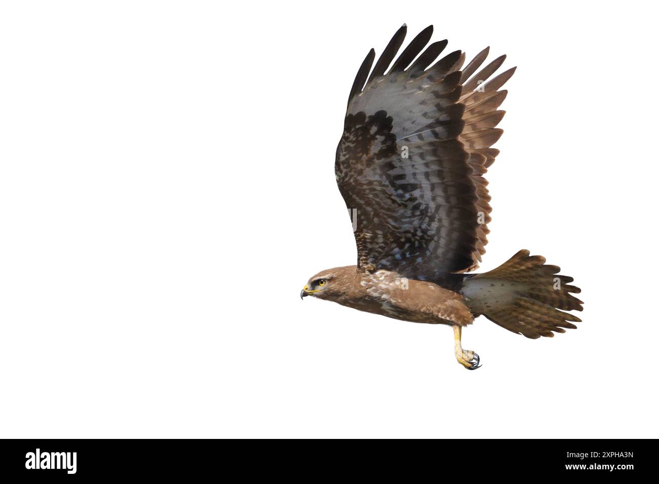 oiseau de proie, buzzard en vol isolé sur blanc Banque D'Images