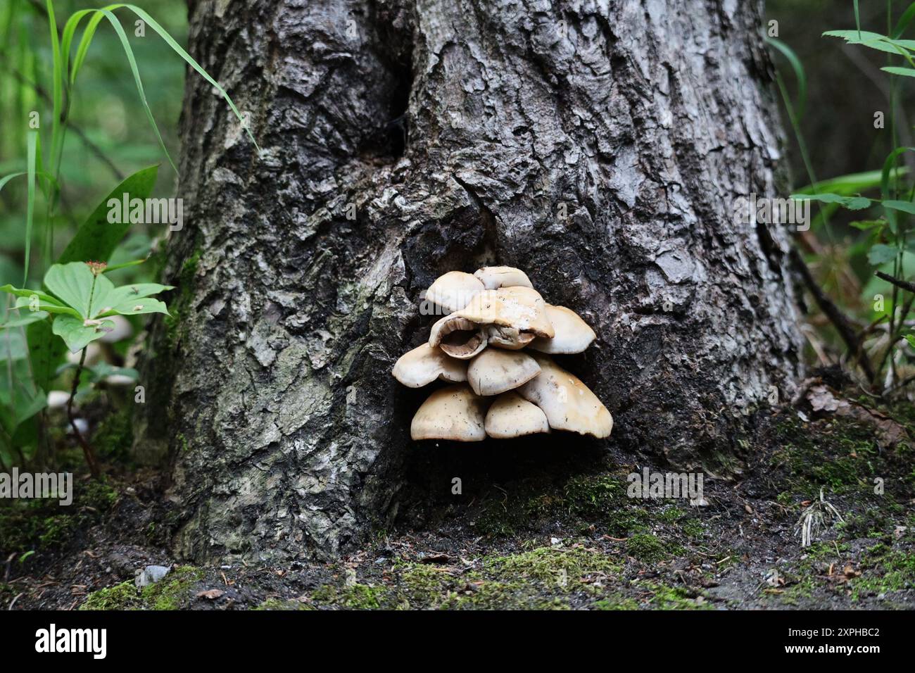 Image de champignons sauvages poussant à la base d'un arbre quelque part le long du sentier transcanadien. Banque D'Images