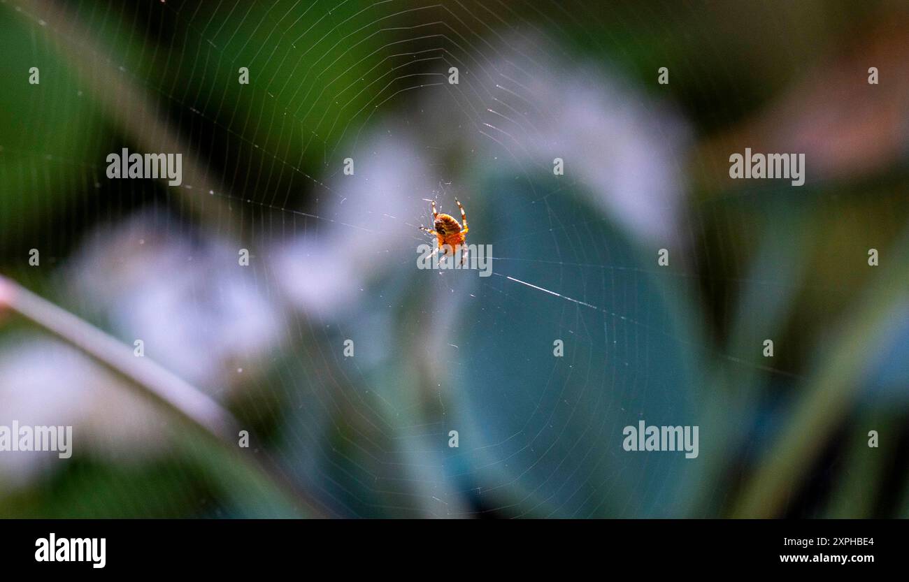 Araignée dans le web au petit jardin urbain Brighton Sussex , Angleterre , Royaume-Uni Banque D'Images