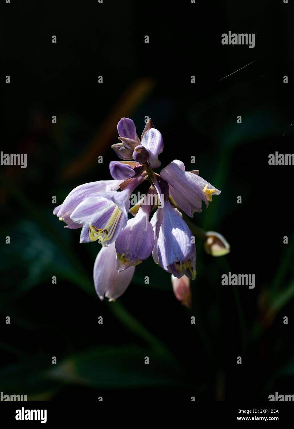 Plante Hosta en fleur communément appelée hostas, lys plantain et parfois sous le nom japonais giboshi Banque D'Images
