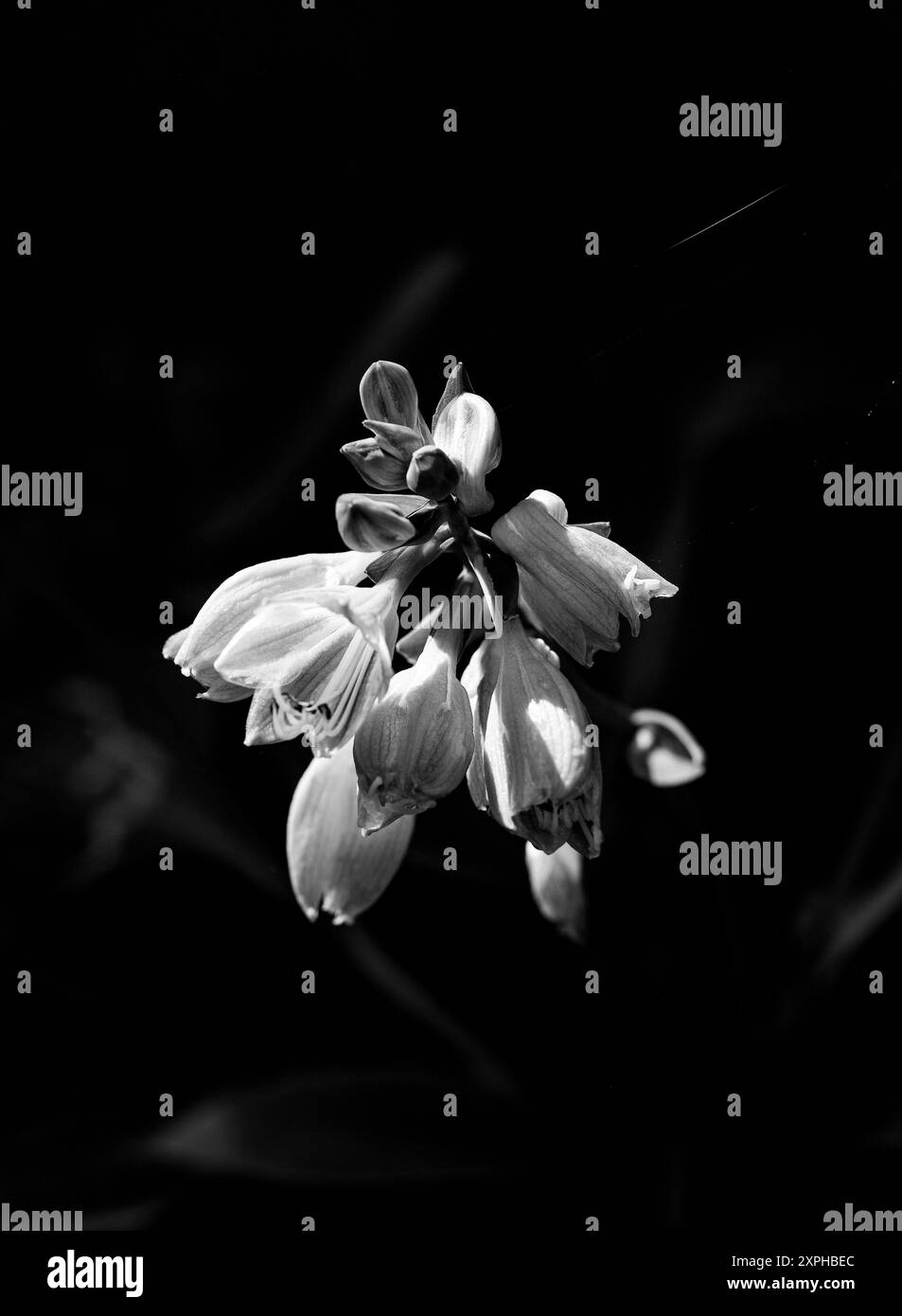 Plante Hosta en fleur en noir et blanc monochrome communément appelée hostas, lys plantain et parfois sous le nom japonais giboshi Banque D'Images