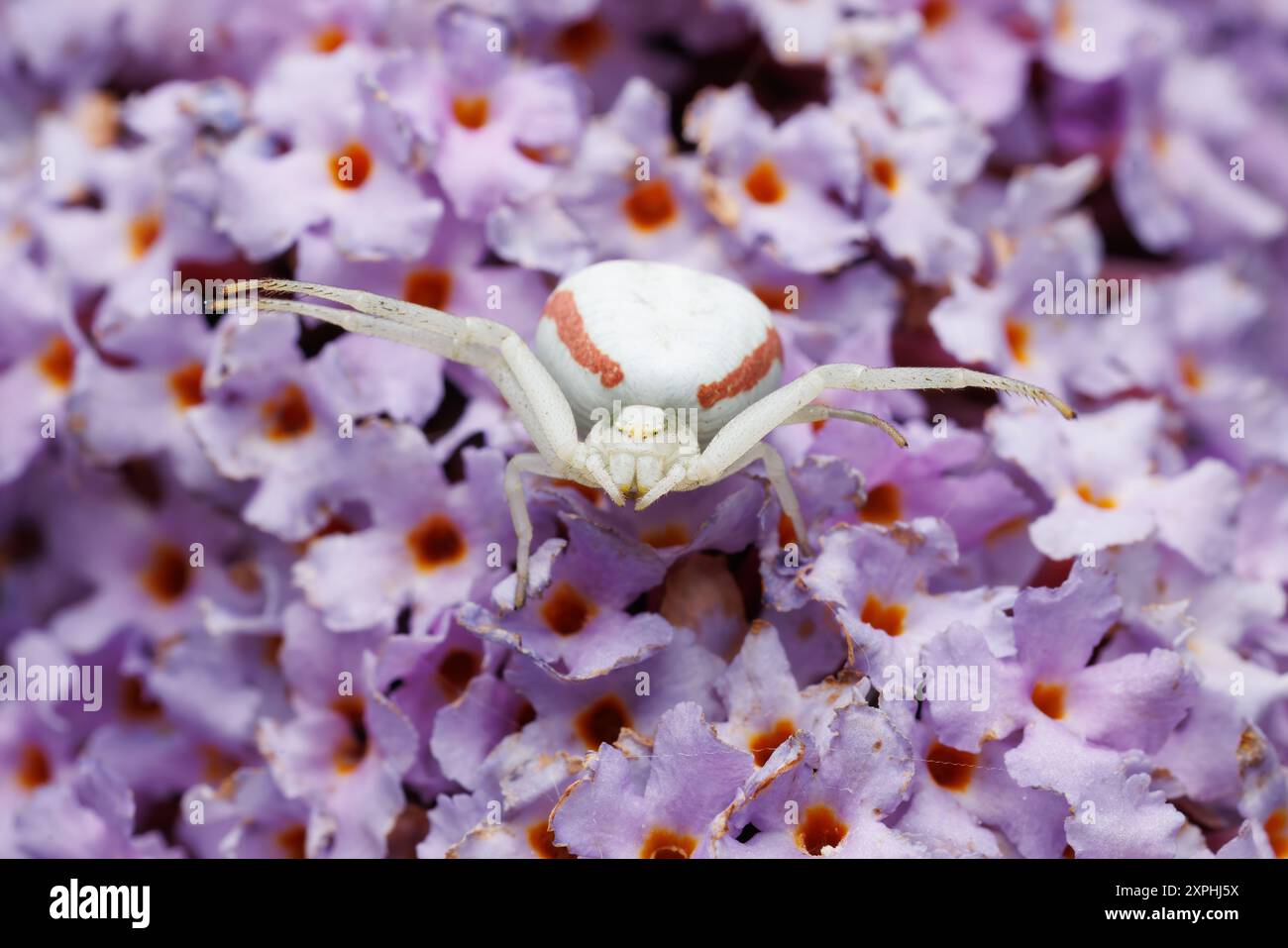 Femelle crabe araignée sur Buddleia Banque D'Images