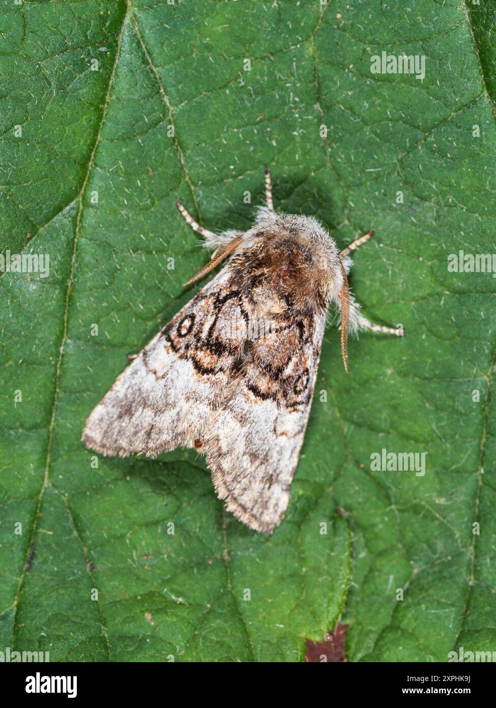 Adulte Nut-tree Tussock Moth, Colocasia coryli, un visiteur de jardin volant de nuit britannique Banque D'Images