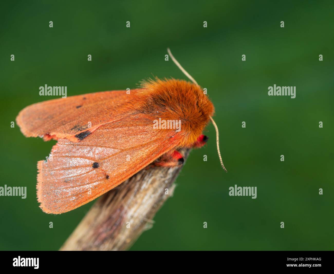 Corps et ailes rouges d'un adulte Ruby Tiger UK Moth, Phragmatobia fuliginosa, visiteur fréquent du jardin Banque D'Images Corps et ailes rouges d'un adulte Ruby Tiger UK Moth, Phragmatobia fuliginosa, visiteur fréquent du jardin Banque D'Images