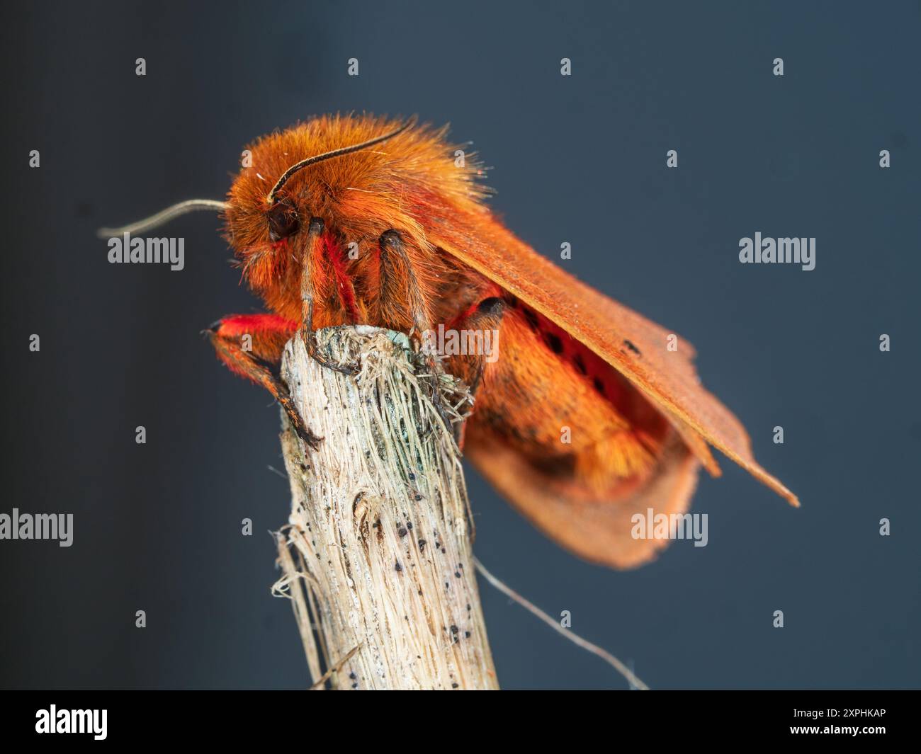 Corps et ailes rouges d'un adulte Ruby Tiger UK Moth, Phragmatobia fuliginosa, visiteur fréquent du jardin Banque D'Images Corps et ailes rouges d'un adulte Ruby Tiger UK Moth, Phragmatobia fuliginosa, visiteur fréquent du jardin Banque D'Images