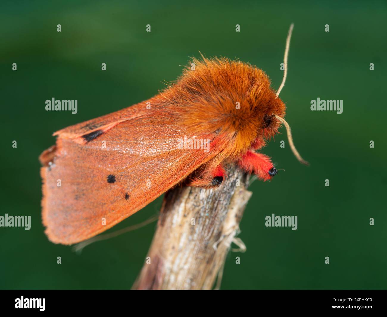 Corps et ailes rouges d'un adulte Ruby Tiger UK Moth, Phragmatobia fuliginosa, visiteur fréquent du jardin Banque D'Images Corps et ailes rouges d'un adulte Ruby Tiger UK Moth, Phragmatobia fuliginosa, visiteur fréquent du jardin Banque D'Images