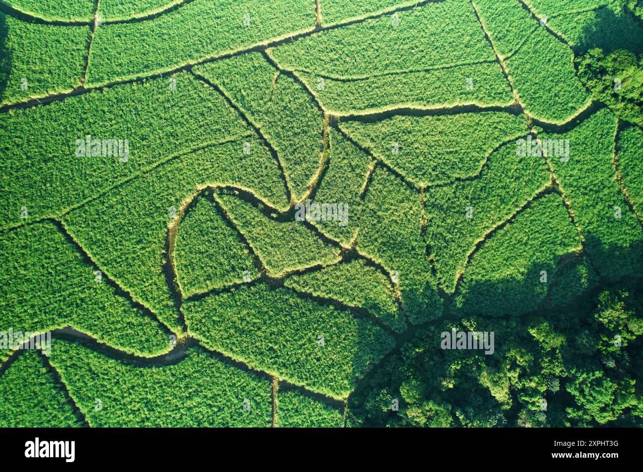 Champ d'agriculture vert abstrait au-dessus de la vue de dessus du drone Banque D'Images Champ d'agriculture vert abstrait au-dessus de la vue de dessus du drone Banque D'Images