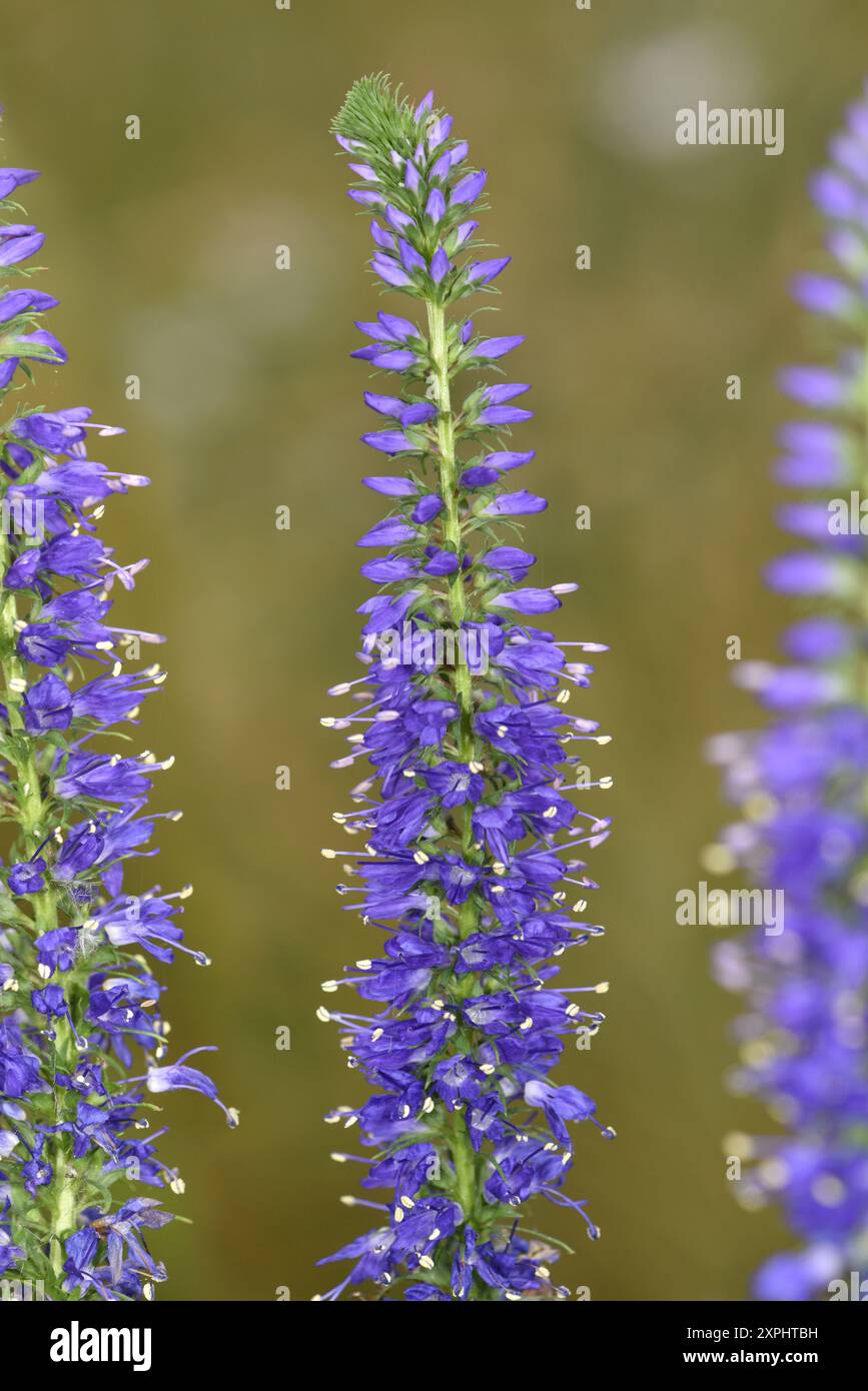 Jardin Speedwell - Veronica longifolia Banque D'Images