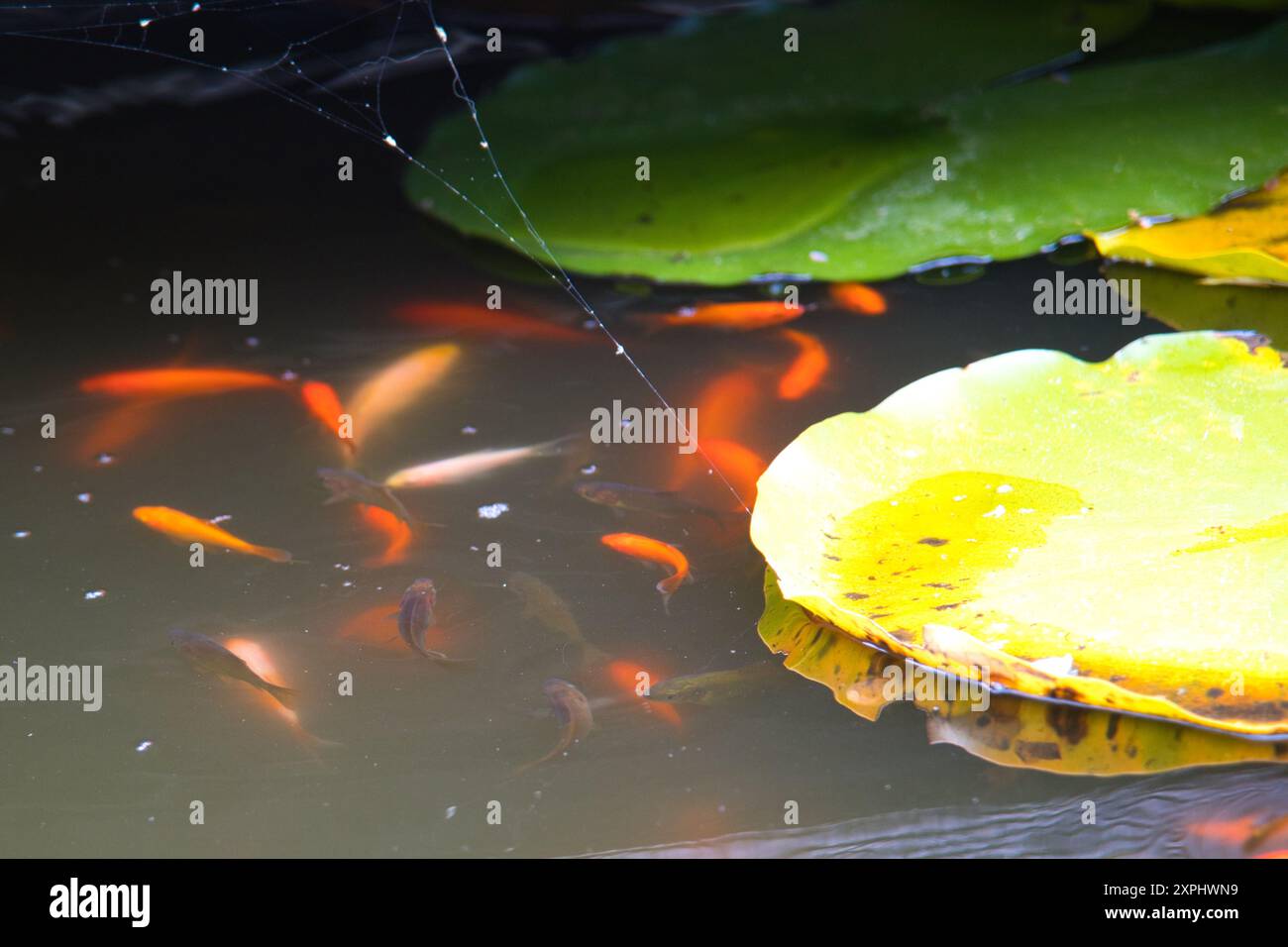 Un bouquet de poissons nageant dans un étang avec une feuille flottant à la surface. Les poissons sont dispersés autour de l'étang, avec certains plus près du bord et d'autres Banque D'Images