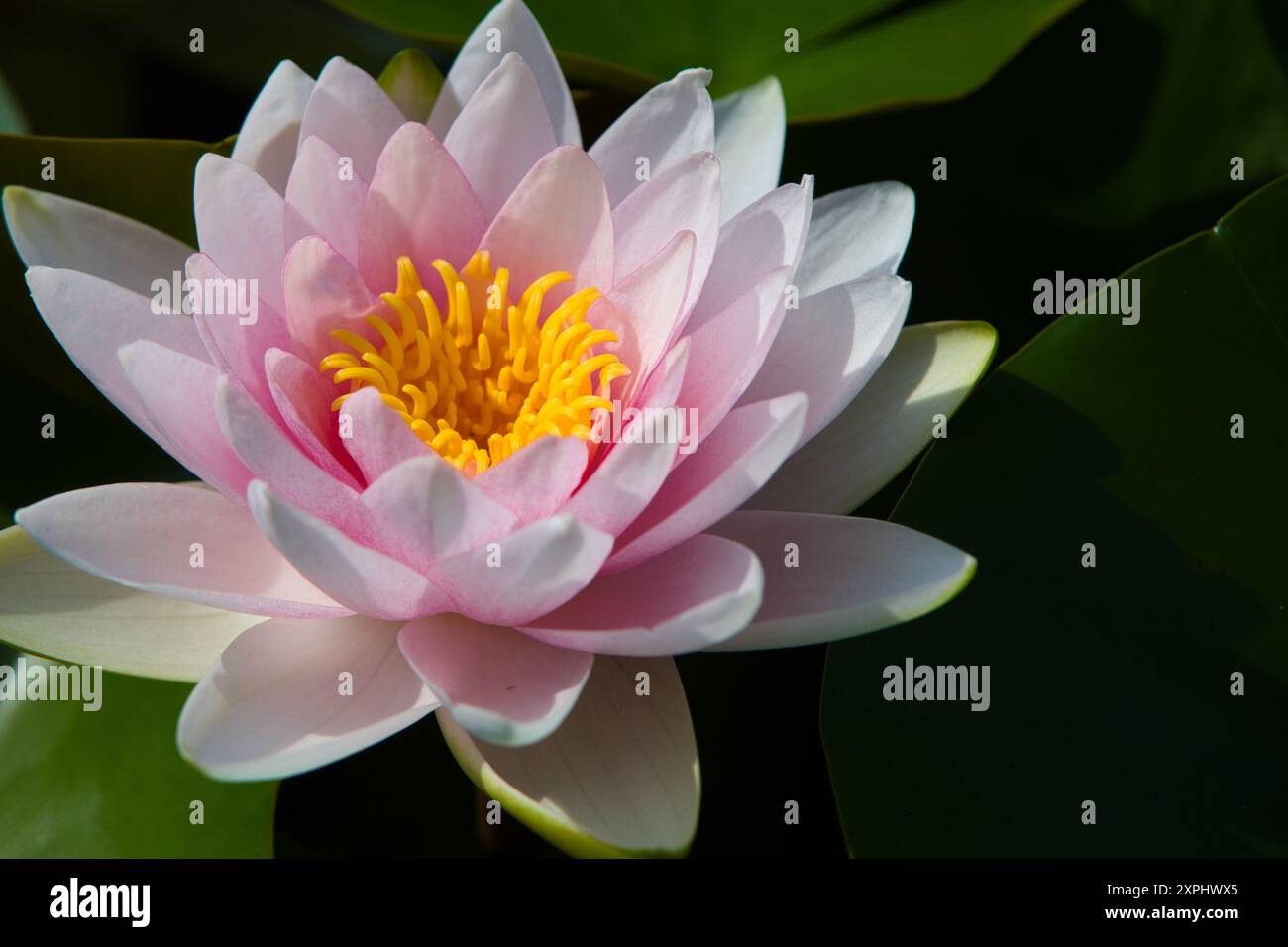 Une belle fleur rose avec des centres jaunes. La fleur est entourée de feuilles vertes. Concept de sérénité et beauté naturelle Banque D'Images