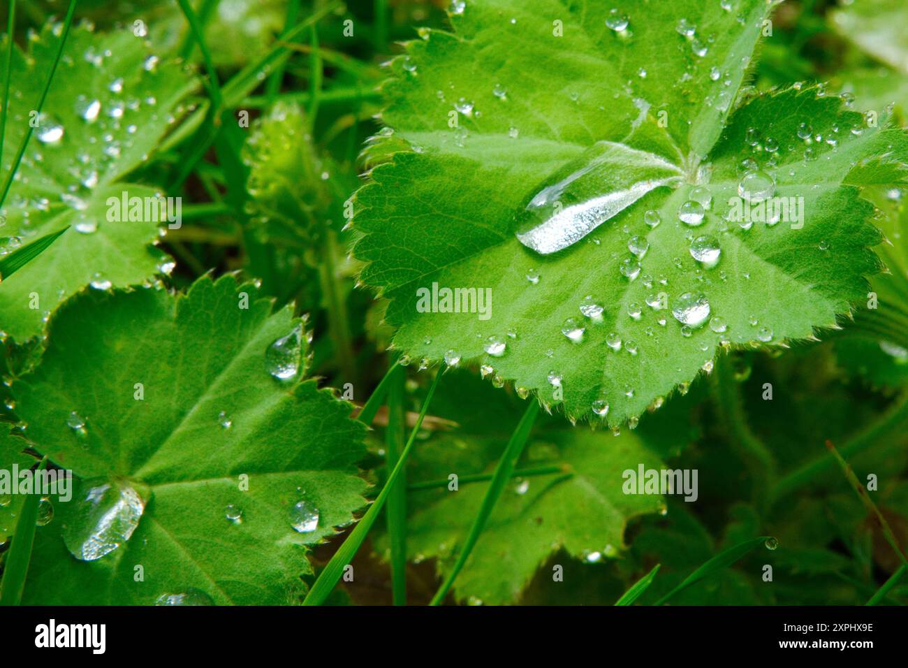 Une feuille avec des gouttelettes d'eau dessus, lui donnant un aspect frais et vif Banque D'Images