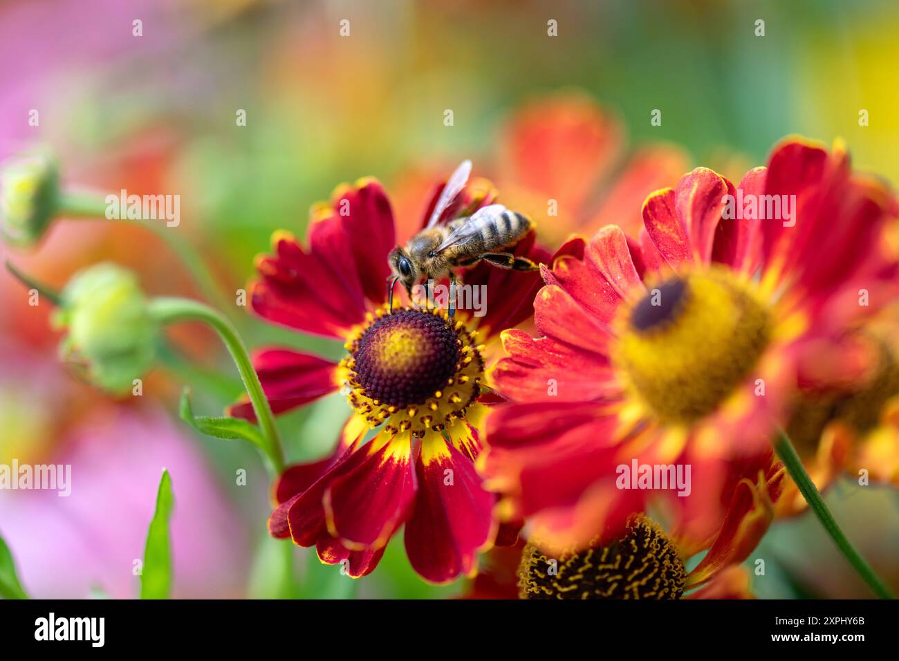 Sonnenbraut Helenium hybride Ruby Tuesday zieht mit seinen leuchtend roten Blüten Bienen und andere Insekten an. Biene nah. Insektenfreundliche Stauden *** tournesol Helenium hybride Ruby Tuesday attire les abeilles et autres insectes avec ses fleurs rouge vif plantes vivaces compatibles avec les insectes près des abeilles 20240806-DSC 3461 Banque D'Images