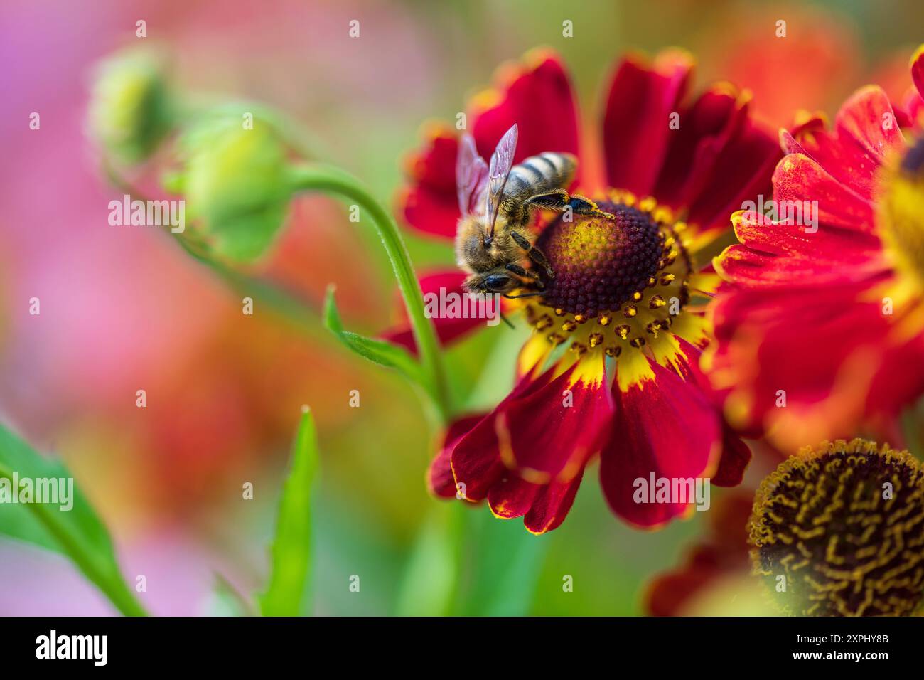 Sonnenbraut Helenium hybride Ruby Tuesday zieht mit seinen leuchtend roten Blüten Bienen und andere Insekten an. Biene nah. Insektenfreundliche Stauden *** tournesol Helenium hybride Ruby Tuesday attire les abeilles et autres insectes avec ses fleurs rouge vif plantes vivaces compatibles avec les insectes près des abeilles 20240806-DSC 3465 Banque D'Images