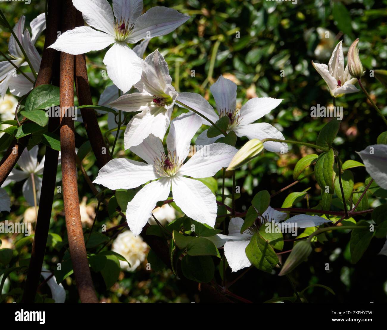 Clematis Forever Friends Banque D'Images