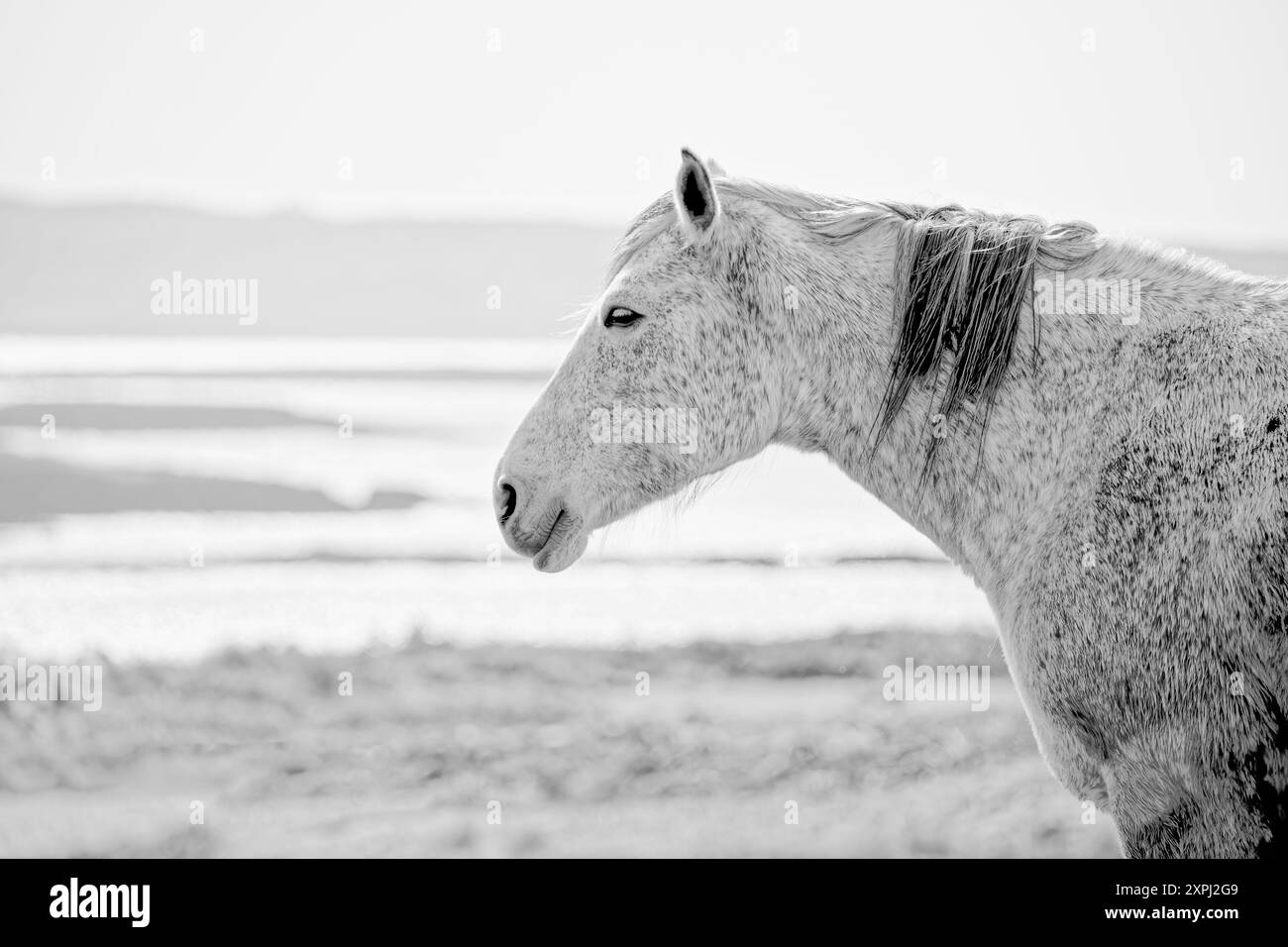 Un cheval au visage blanc se dresse sur une plage. Le cheval semble fatigué, et le cadre de la plage donne à l'image une ambiance paisible et sereine. Banque D'Images