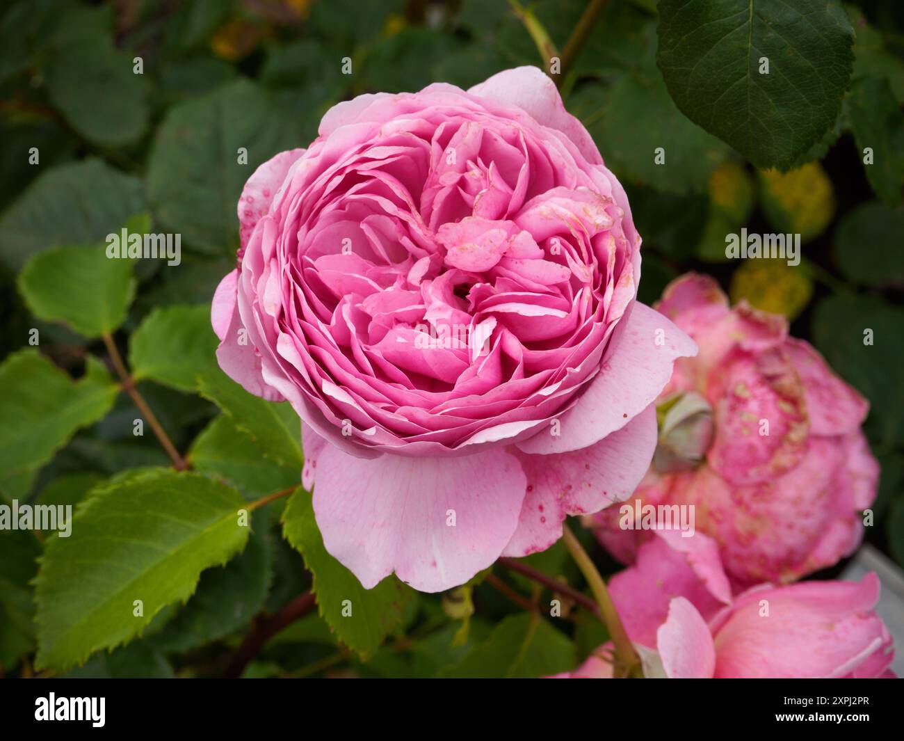 Rosa La Princesse Alexandra de Kent Banque D'Images