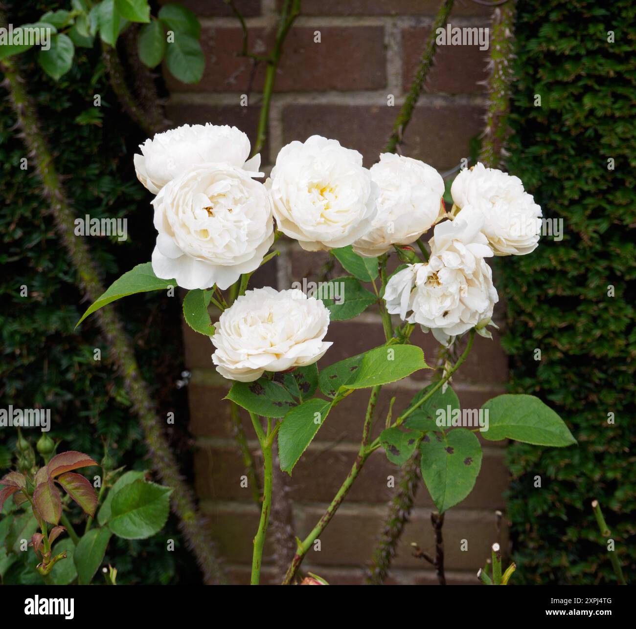 Rosa William et Catherine Banque D'Images