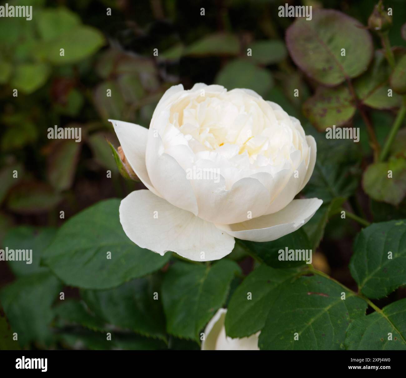 Rosa William et Catherine Banque D'Images
