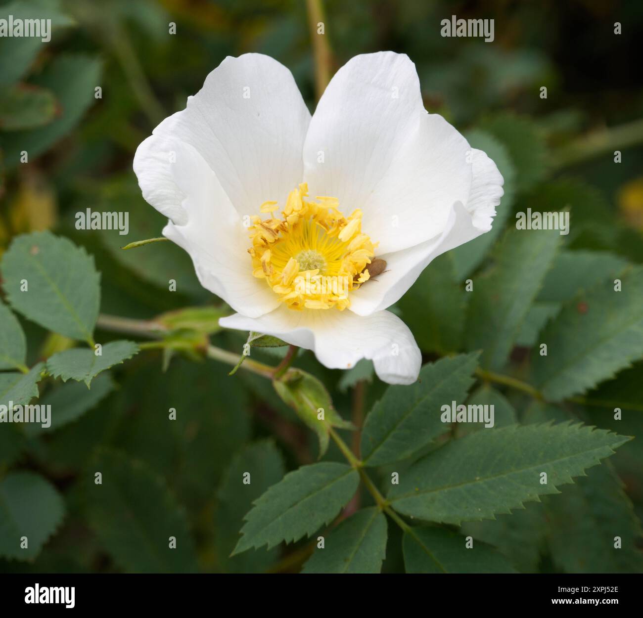 Rosa Fedtschenkoana Banque D'Images