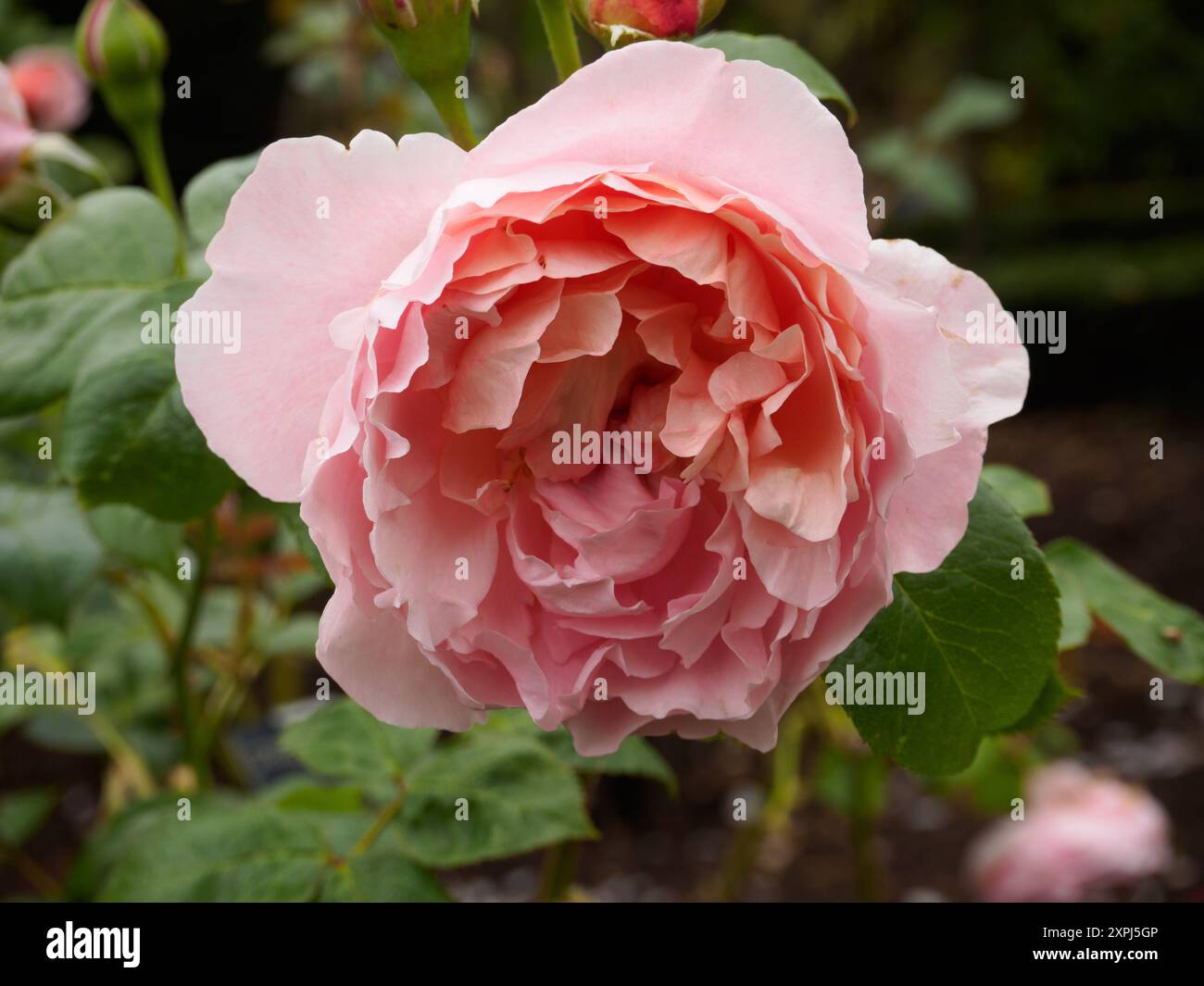 Rosa Strawberry Hill Banque D'Images