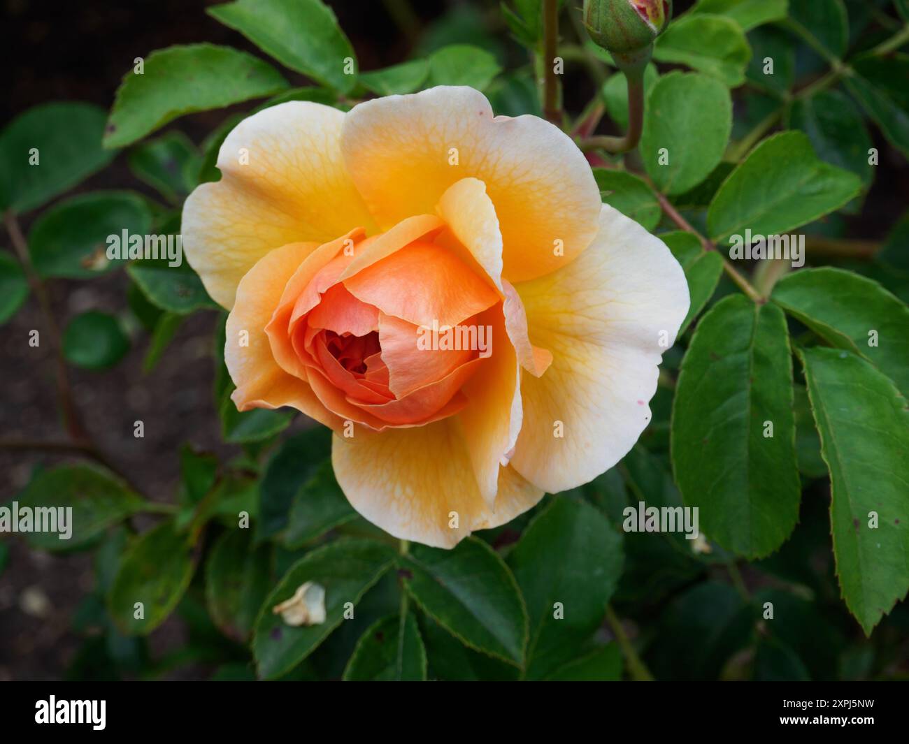 Rosa Port Sunlight Banque D'Images