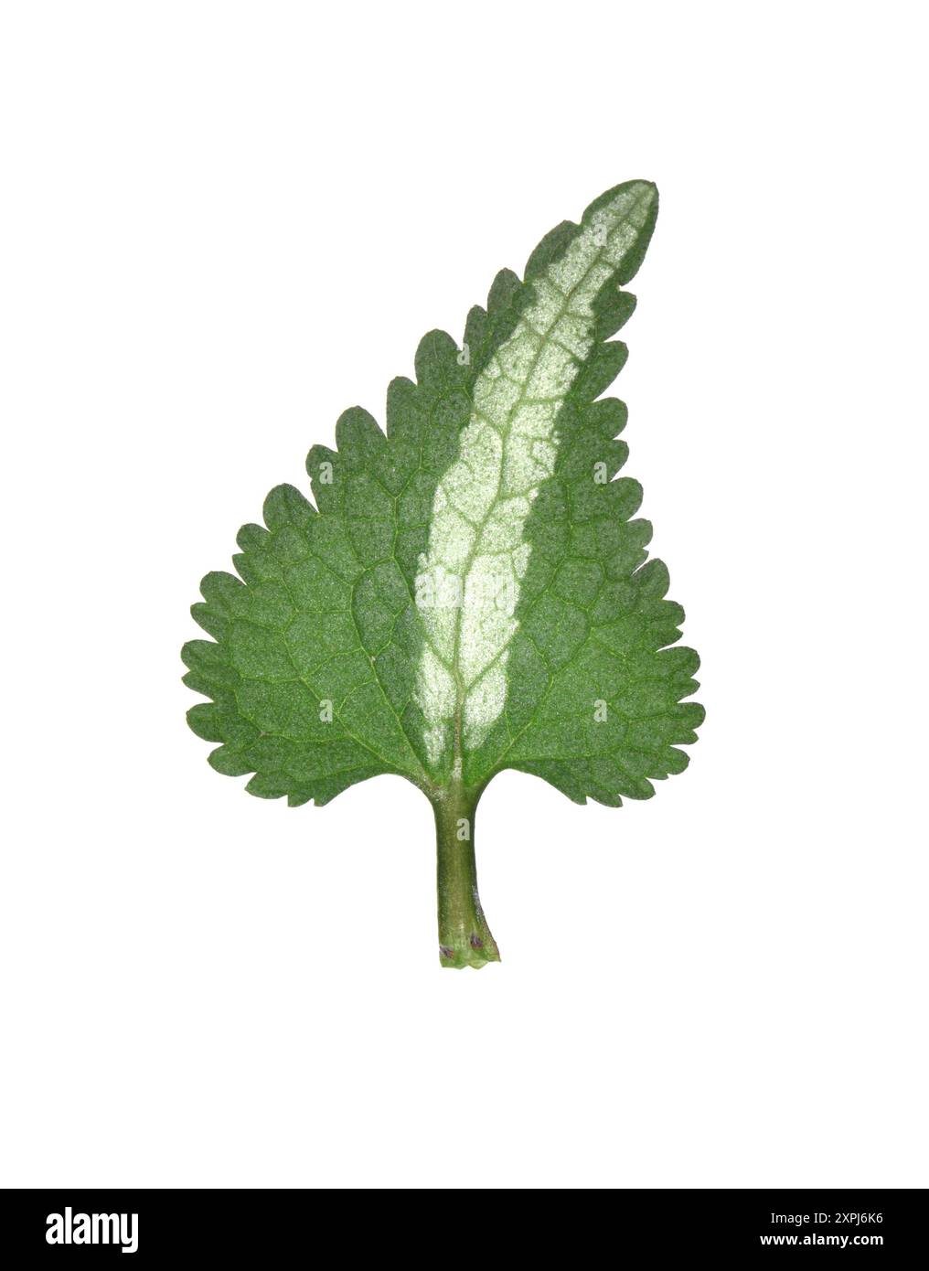 Ortie morte tachetée - Lamium maculatum Banque D'Images