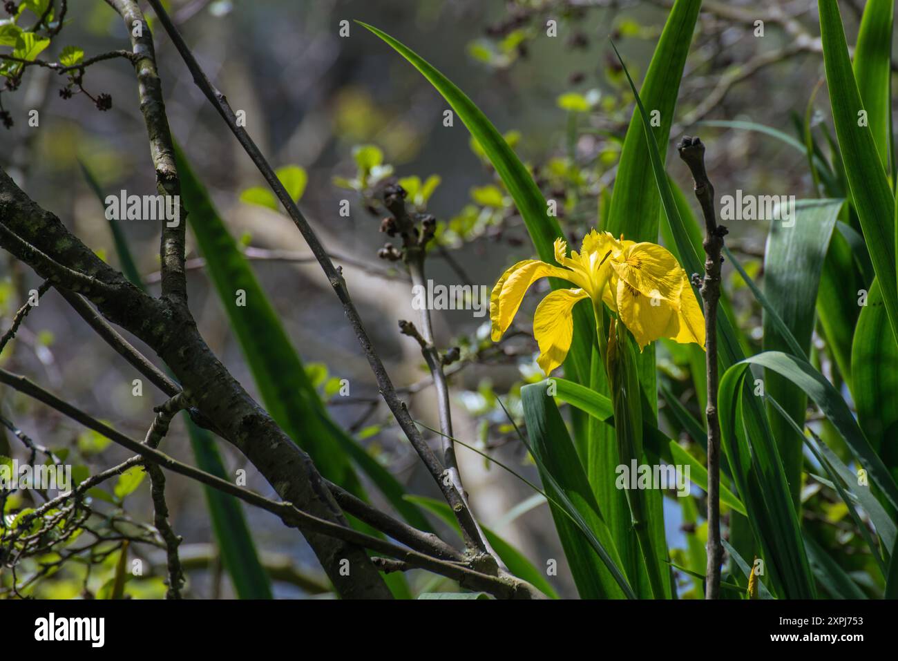 Un iris jaune unique (Iris pseudacorus), également connu sous le nom de drapeau jaune, drapeau jaune, ou drapeau d'eau poussant dans le sous-bois du château d'Elvaston Country P. Banque D'Images