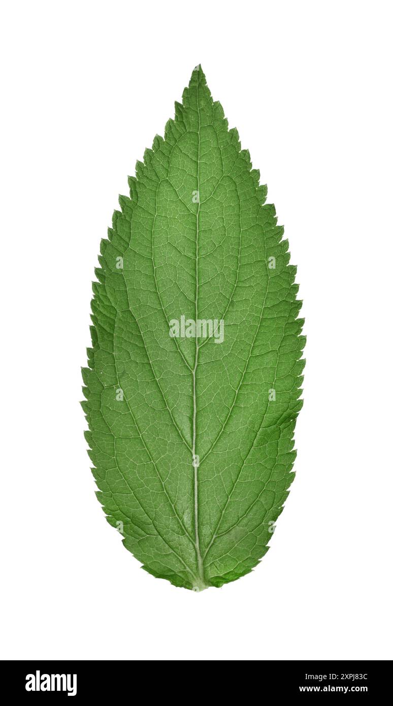 Campanule - Campanula latifolia géant Banque D'Images