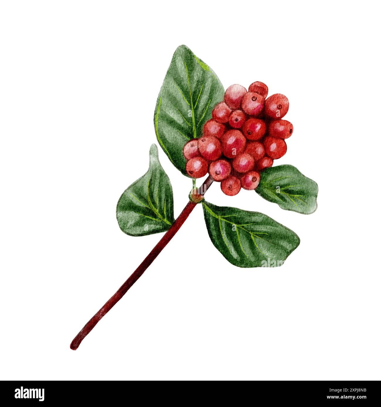 Café aromatique, expresso, latte, americano, avec grains de café, définir des illustrations aquarelles pour le café, le menu du restaurant, les desserts, les ingrédients Banque D'Images