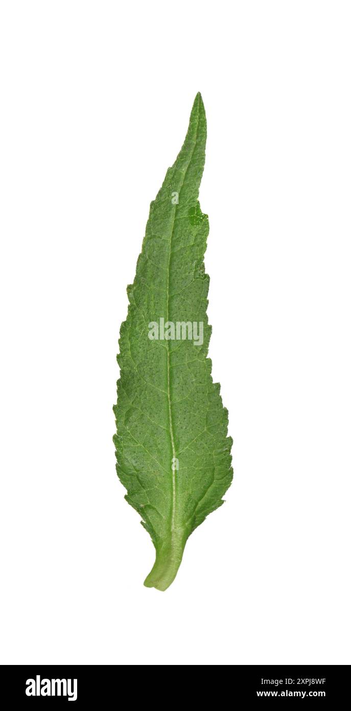 Campanule - Campanula latifolia géant Banque D'Images