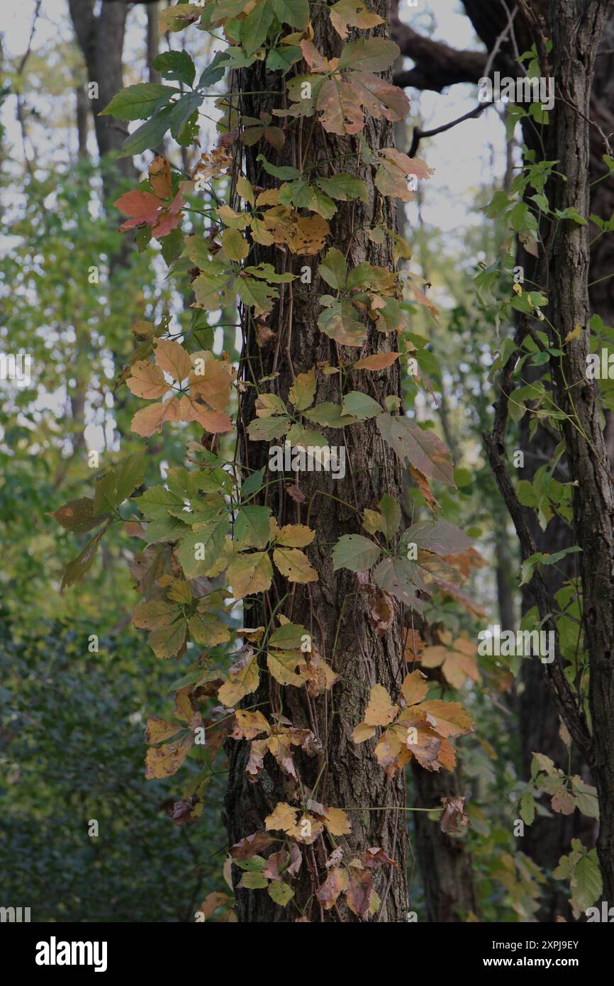 Gros plan d'une vigne Creeper de Virginie grandissant et autour du tronc d'un arbre, avec des feuilles changeant aux couleurs d'automne, dans le Wisconsin, États-Unis Banque D'Images