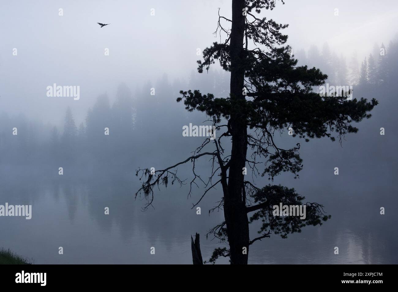 Raven et Foggy River à Dawn, parc national de Yellowstone, Wyoming, États-Unis Banque D'Images